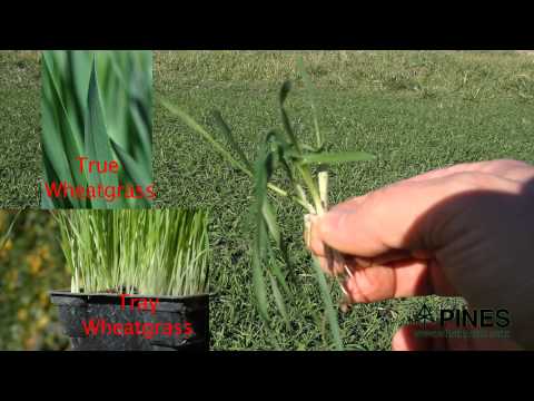 how to replant wheatgrass