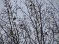 Birding @ Baggeridge Country Park (December 2008) Birding @ Baggeridge Country Park (December 2008)