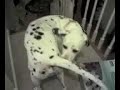 Scared Dalmation Scared Dalmation