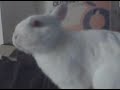 VID 00029
