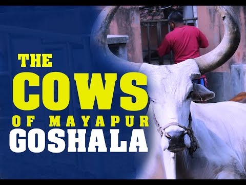 Happy Home for Krishna’s Cows-Video Happy Home for Krishna's Cows-Video
