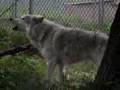 Wolf Park