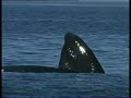 Ballena Franca Austral