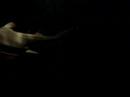 Shark at the National Aquarium