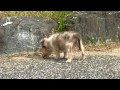 シェットランドシープドッグ