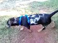 Puppies at the Dog Park