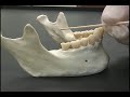Indirect IA nerve block on a model Indirect IA nerve block on a model