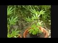 videos de Evolucion, seguimiento marihuana exterior