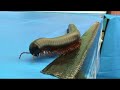 Giant Millipede shows off legs Giant Millipede shows off legs