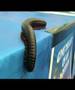 Giant Millipede shows off legs