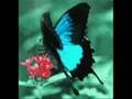 The garden-Mirah