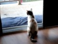 sumer cat 2009..