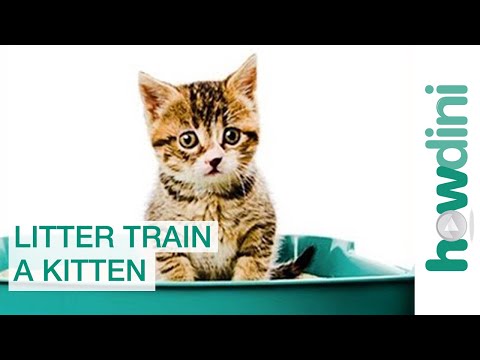How to Litter Train a Kitten: Litter Training a Cat - YouTube