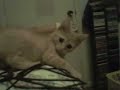 I'm gonna pounce!