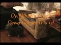 Havanese Sibling Rivalry or WHAT! Havanese Sibling Rivalry or WHAT!
