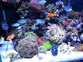 My Reef tank