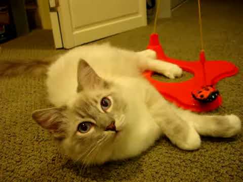 0 Cataction Magneticat 