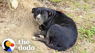 Woman Spots An Injured Pittie In A Blueberry Field, And Then⦠| The Dodo Pittie Nation by The Dodo