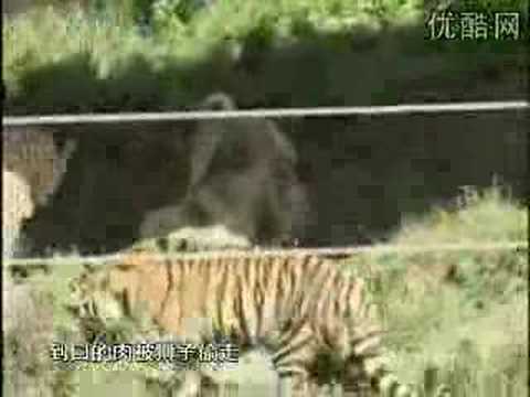 loup,tigre