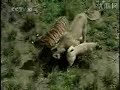 TURKISH KANGAL Vs Tiger