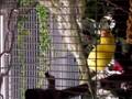 Sunny the canary singing his heart out