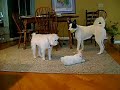 Remy, Lily and Dixie