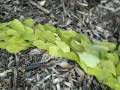 golden snake:an ode to andy goldsworthy