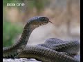 Spitting Cobra: Life in Cold Blood - BBC One Spitting Cobra: Life in Cold Blood - BBC One