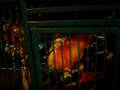 videos de Sun Conure Parrot