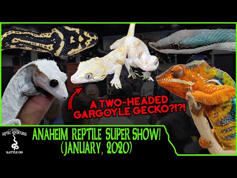YouTube reptile video