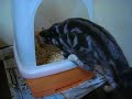 American Shorthair?????????toilet??????????