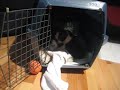 another day 3 video!