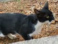 Devon Rex kot nasza Anula z Chorwackimi kotami :)