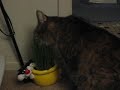 Chia Cat Grass