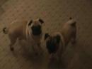 Pug Reputation