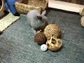 まめぞう