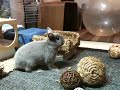 まめぞう