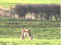 Boxing Hares