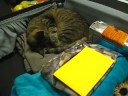 2008-08-15 Stowaway Mobi