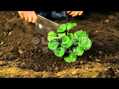 how to transplant snowdrops in the green