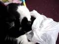 Donde está mi My Katt?