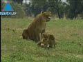 Les lions du safari parc de Ramat-Gan Les lions du safari parc de Ramat-Gan