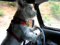 westie driving jeep