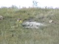 Swift Fox of the Badlands