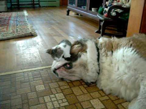 ST BERNARD
