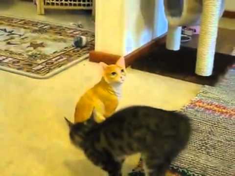 WATCH: Cute Kitten VS Cat Statue!
