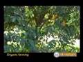 Organic Farming, part 2