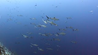 Requins - Tubbataha - Philippines