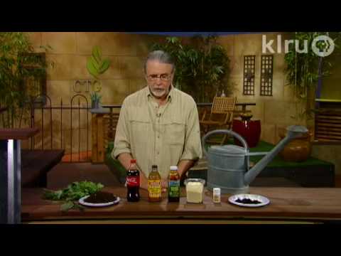 how to fertilize indian hawthorn