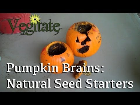 how to grow jack o lantern pumpkins